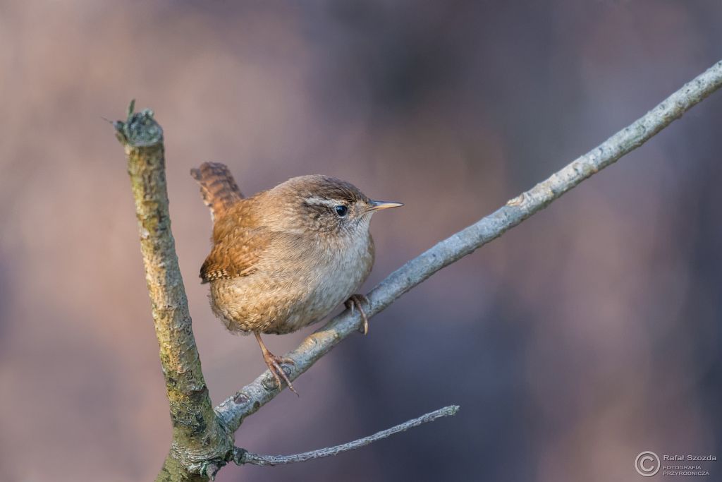 Strzyyk, Eurasian Wren (Troglodytes troglodytes) ... 2016r