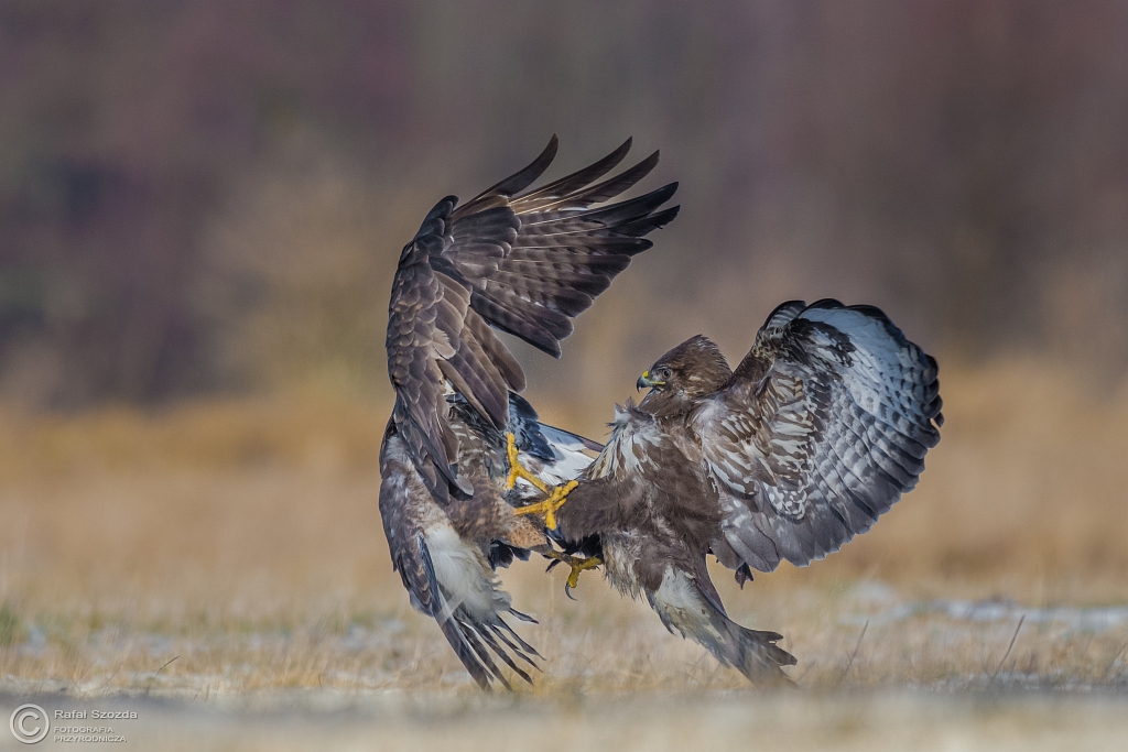 Myszow, Common Buzzard (Buteo buteo) ... 2016r