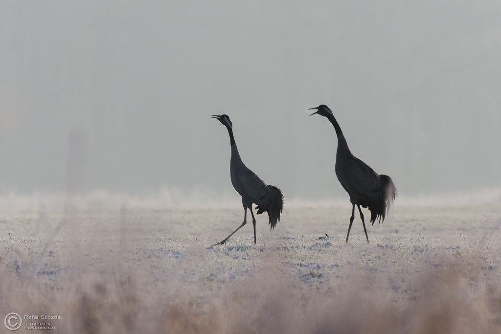urawie, Common Crane (Grus grus) ... 2016r - w kontrze