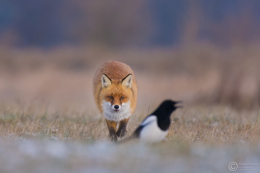 Lis, Fox (Vulpes vulpes) ... 2016r