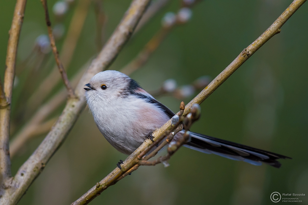 Raniuszek, Northern Long-tailed (Aegithalos caudatus) ... 2016r