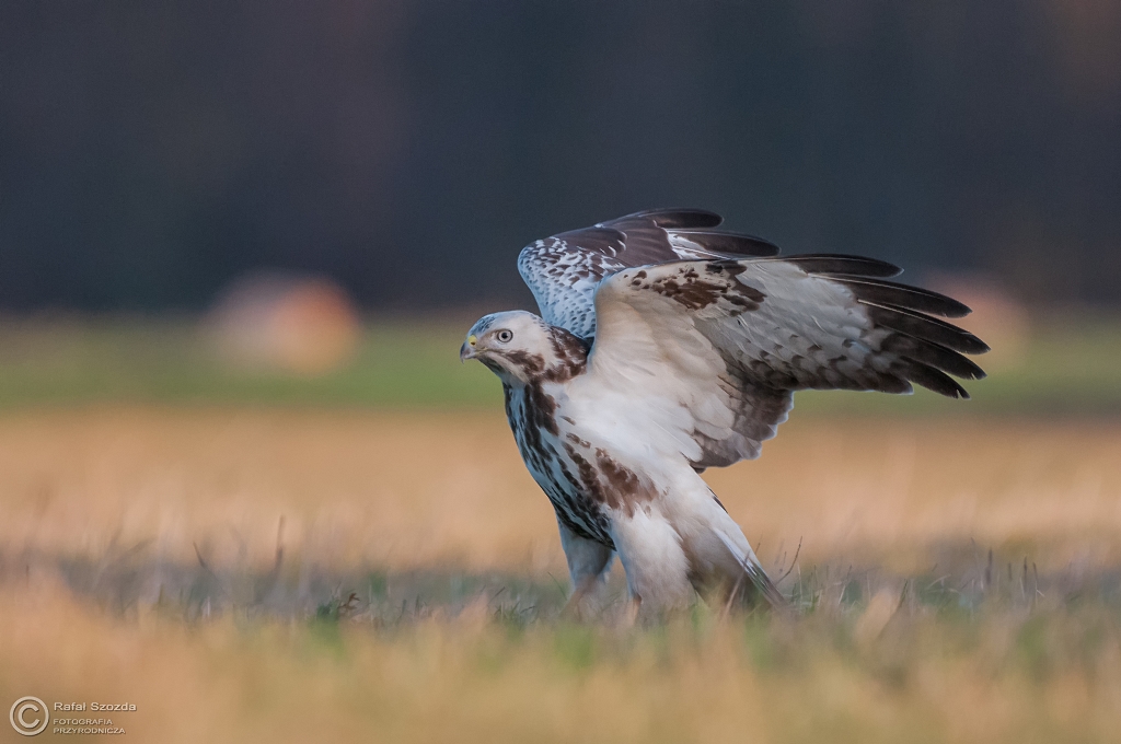 Myszow,  Common Buzzard (Buteo buteo) ... 2016r