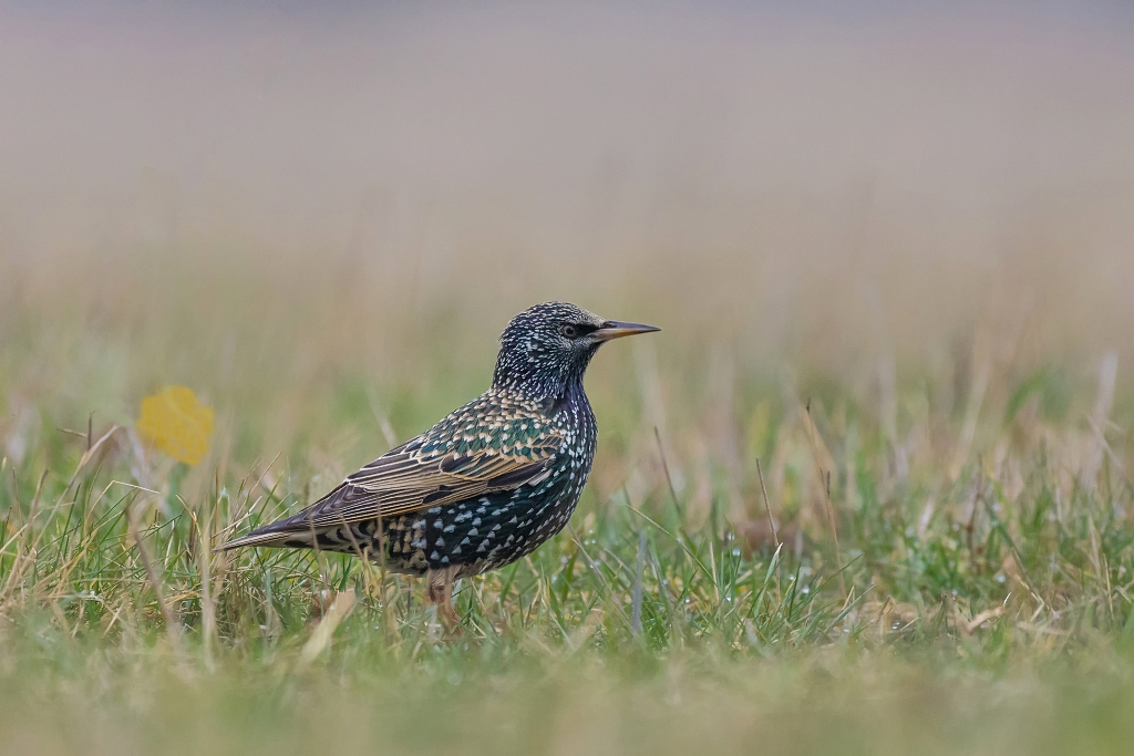 Szpak, Common Starling (Sturnus vulgaris) ... 2016r