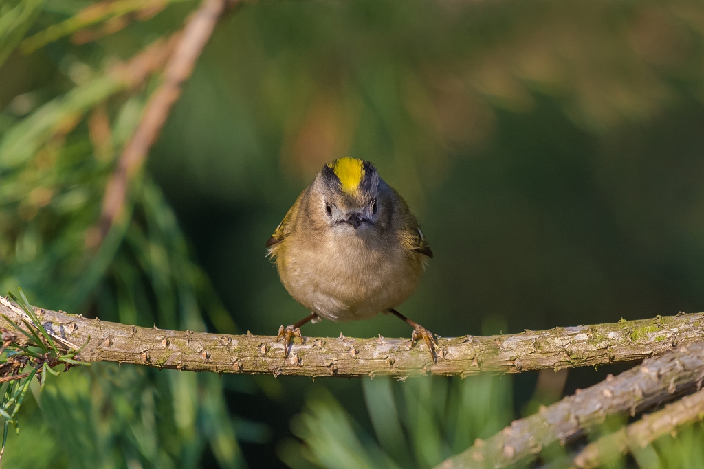 Mysikrlik, Goldcrest (Regulus regulus) ... 2016r