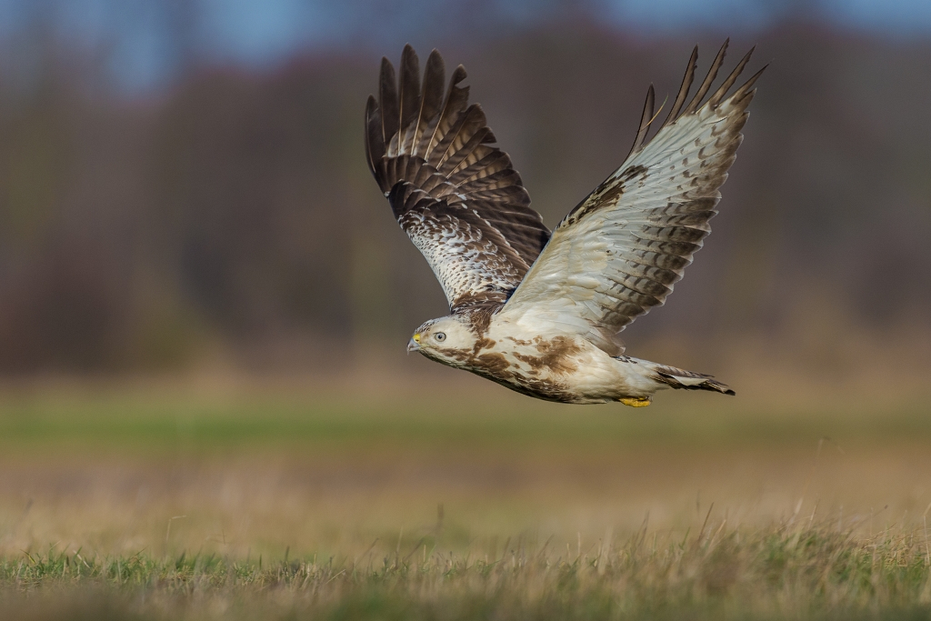 Myszow, Common Buzzard (Buteo buteo) ... 2016r