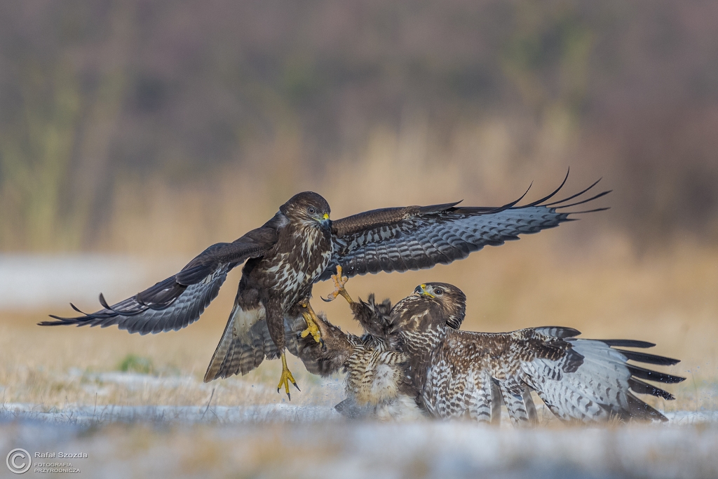 Trzepanie pierza - Myszow, Common Buzzard (Buteo buteo) ... 2016r