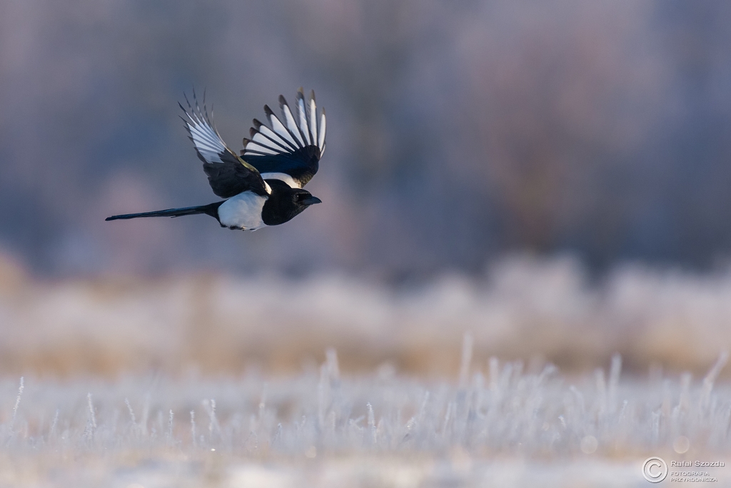 Zimowy minimal - Sroka, Eurasian Magpie (Pica pica) ... 2016r