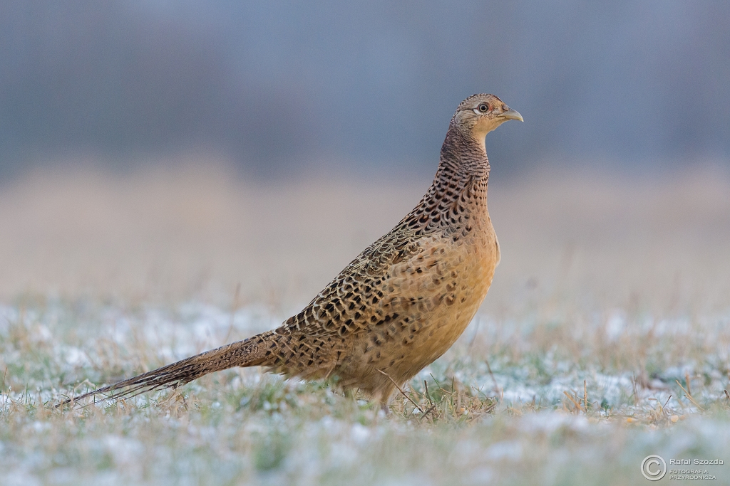 Kurka - Baanta, Common Pheasant (Phasianus colchicus) ... 2016r