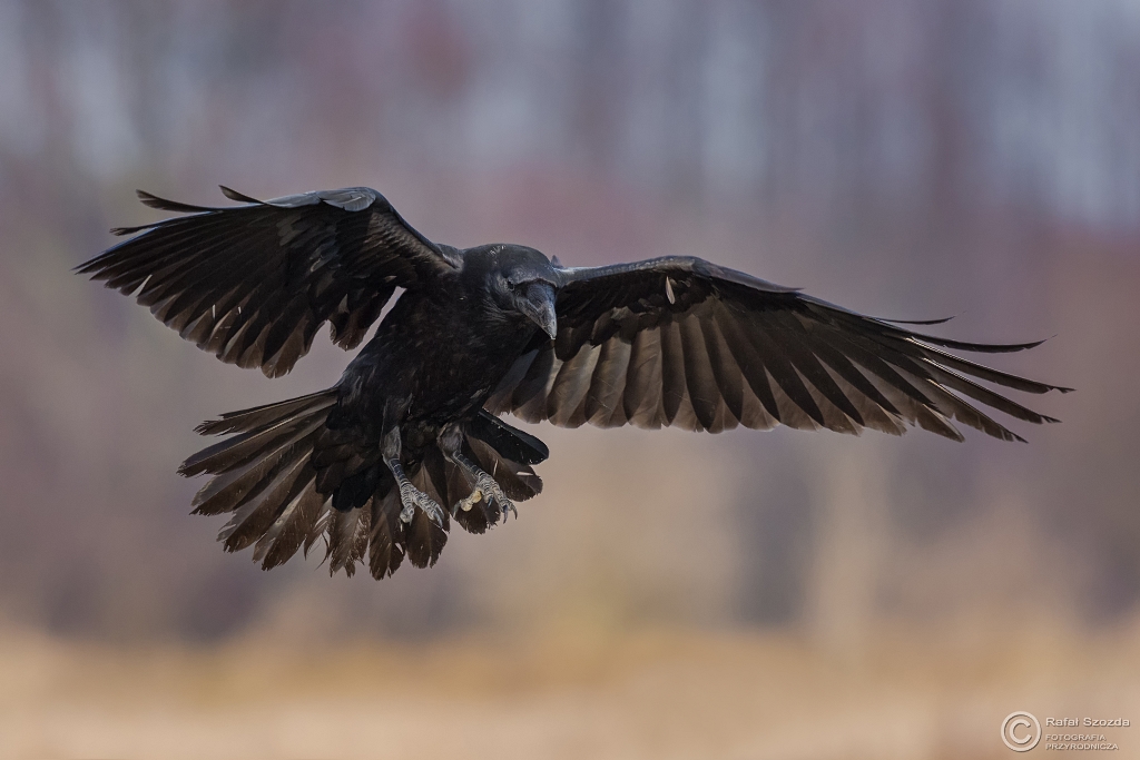 Kruk, Common Raven (Corvus corax) ...