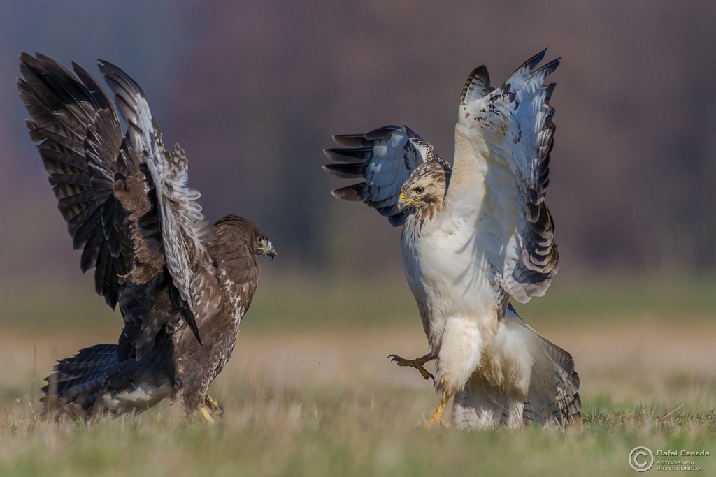 Myszow, Common Buzzard (Buteo buteo) ... 2016r