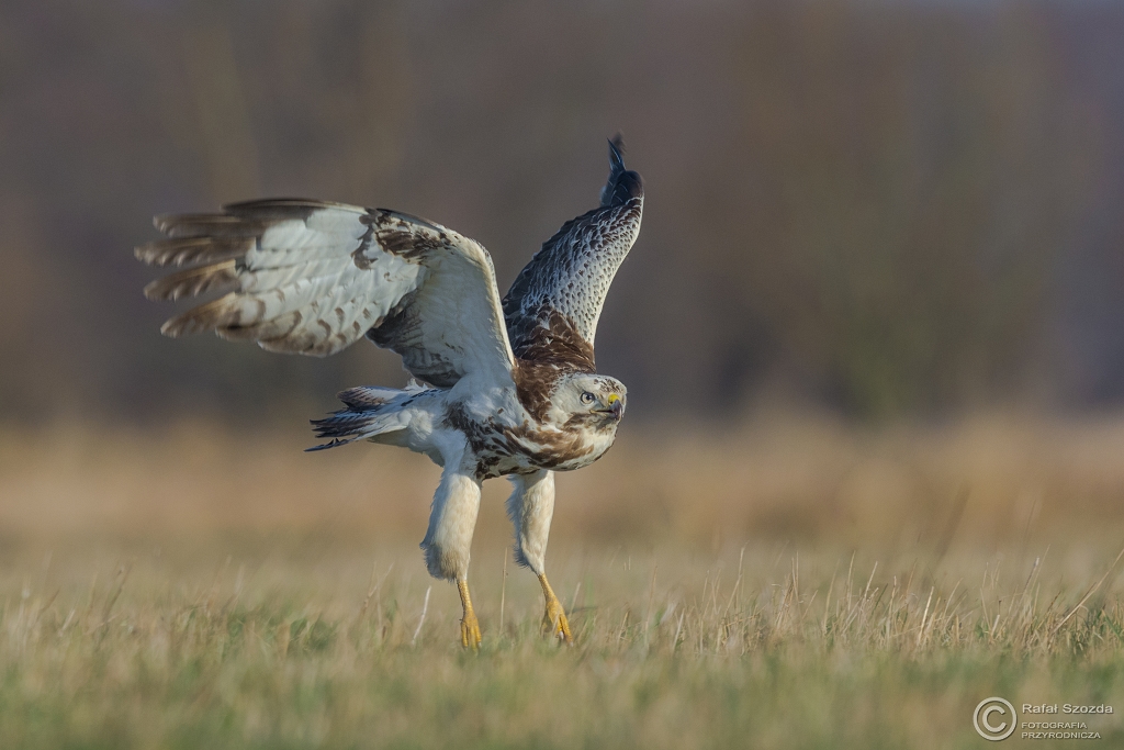 Myszow, Common Buzzard (Buteo buteo) ... 2016r