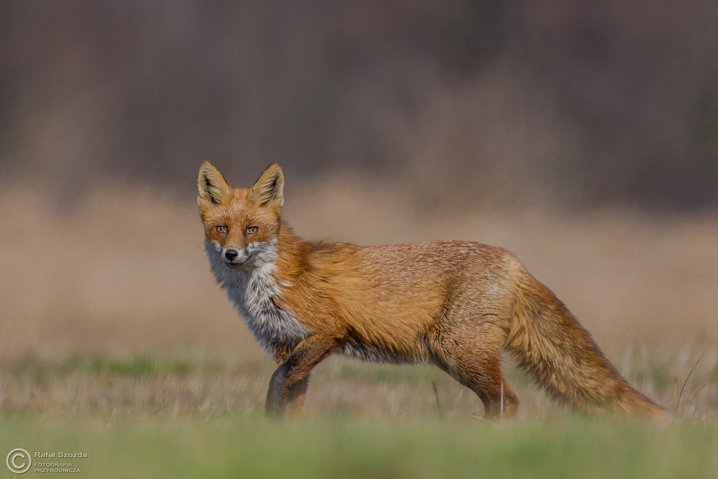 Lis, Fox (Vulpes vulpes) ... 2016r