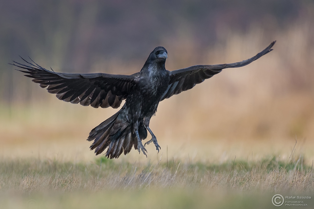 Kruk, Common Raven (Corvus corax) ... 2016r