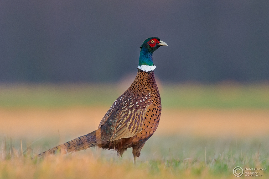 Baant, Common Pheasant (Phasianus colchicus)
