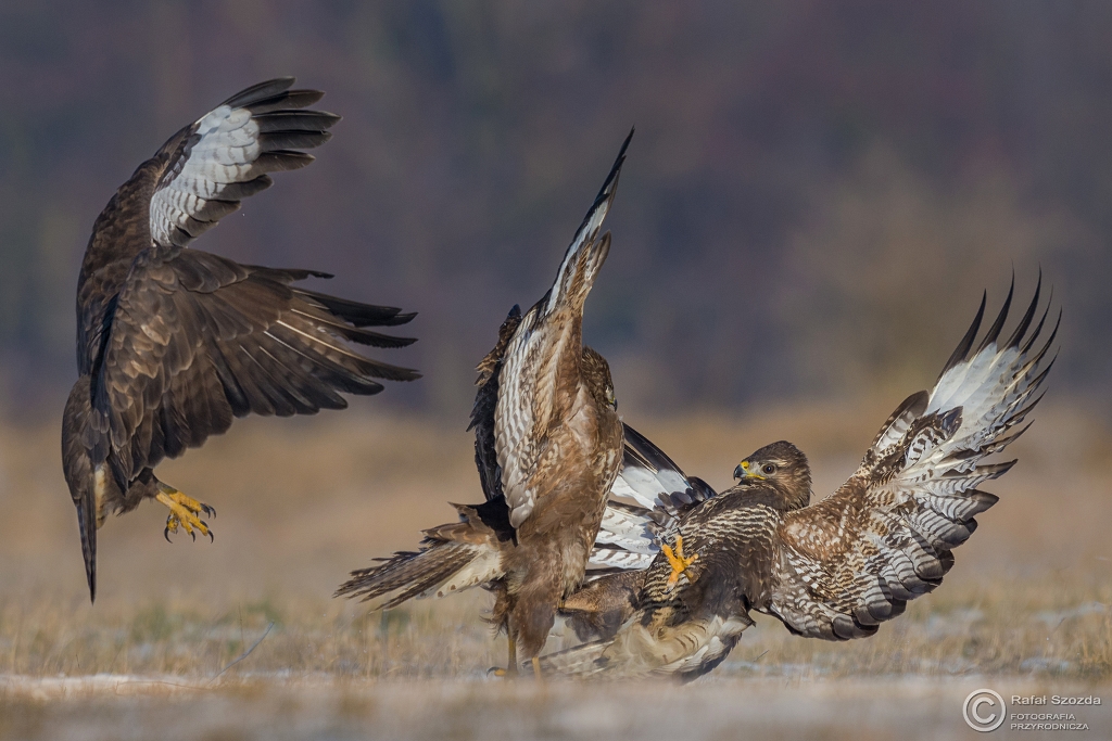 Myszow, Common Buzzard (Buteo buteo) ... 2016r