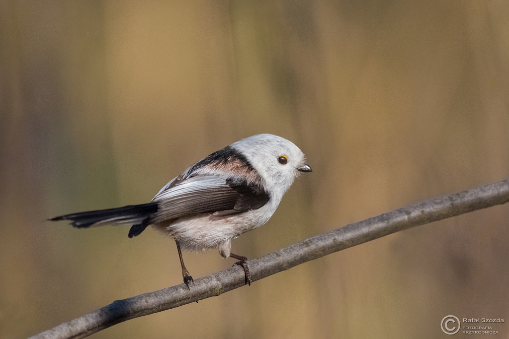 Raniuszek, Northern Long-tailed (Aegithalos caudatus) ... 2016r