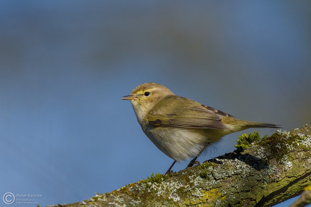 Pierwiosnek, Common Chiffchaff (Phylloscopus collybita) ... 2016r
