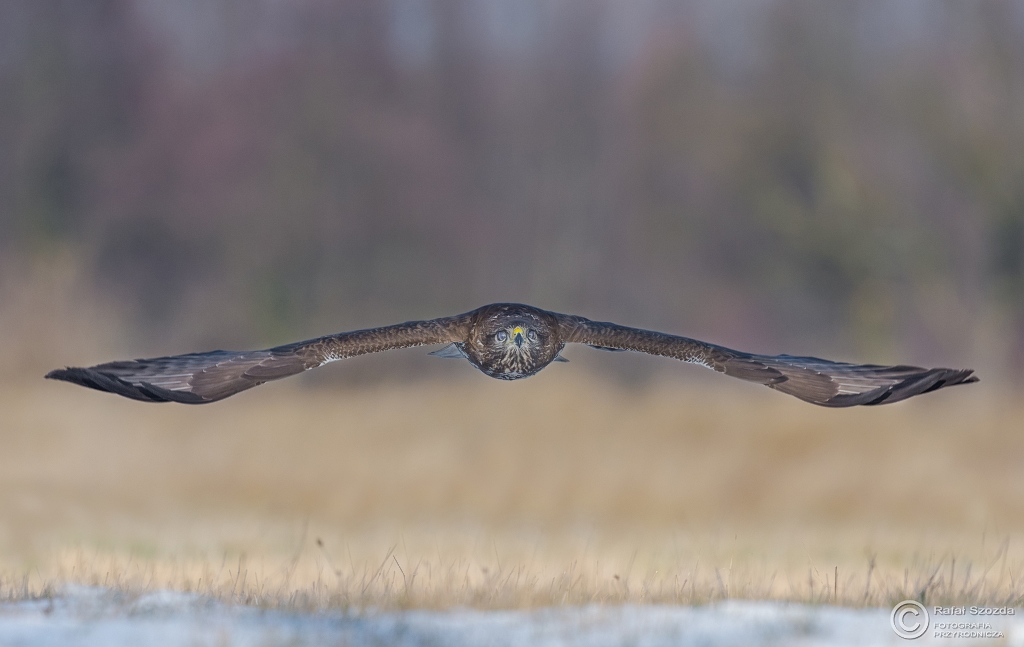 Myszow, Common Buzzard (Buteo buteo) ... 2016r
