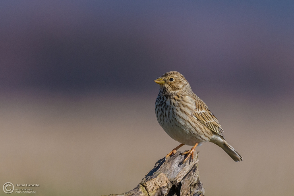 Potrzeszcz, Corn Bunting (Emberiza calandra) ... 2016r