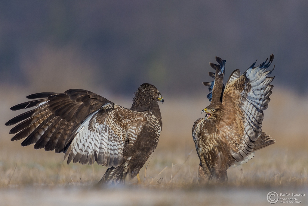 Myszow, Common Buzzard (Buteo buteo) ... 2016r