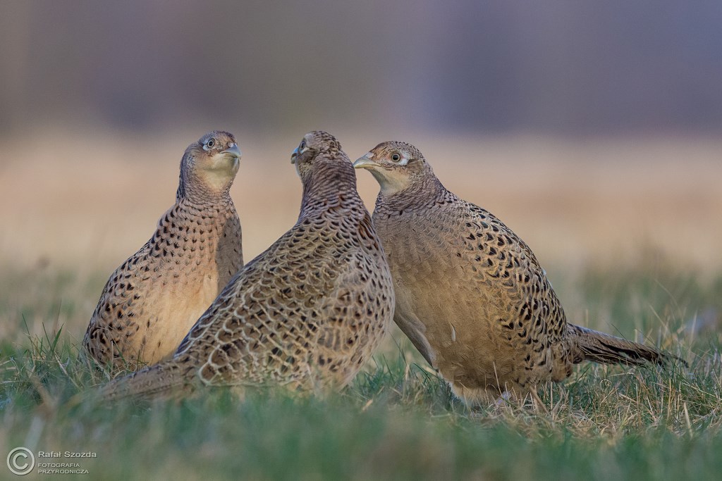 "Plotkary" - Kurki Baanta, Common Pheasant (Phasianus colchicus) ... 2016r