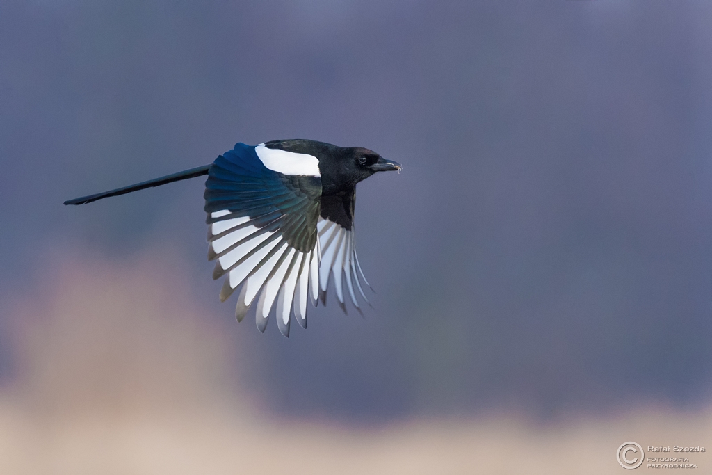 Sroka, Eurasian Magpie (Pica pica)