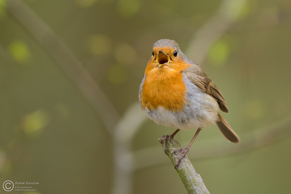 Rudzik, European Robin (Erithacus rubecula) ... 2016r