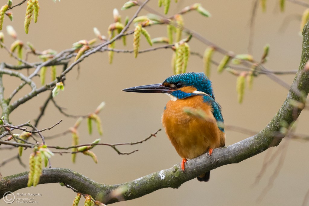 Zimorodek, Common Kingfisher (Alcedo atthis) ... 2016r