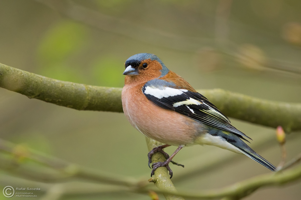 Ziba, Chaffinch (Fringilla coelebs) ... 2016r
