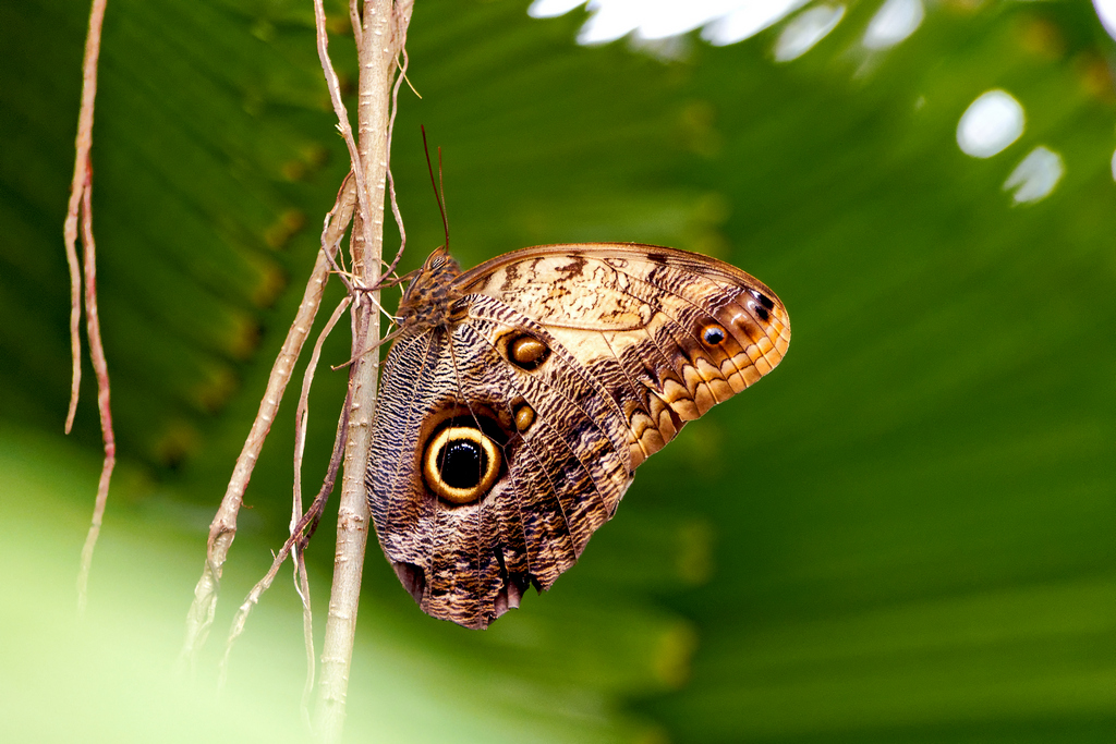 motyl