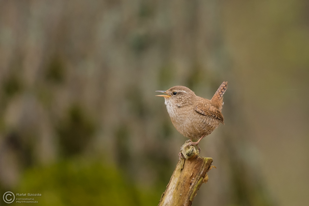 Strzyyk, Eurasian Wren (Troglodytes troglodytes) ... 2016r
