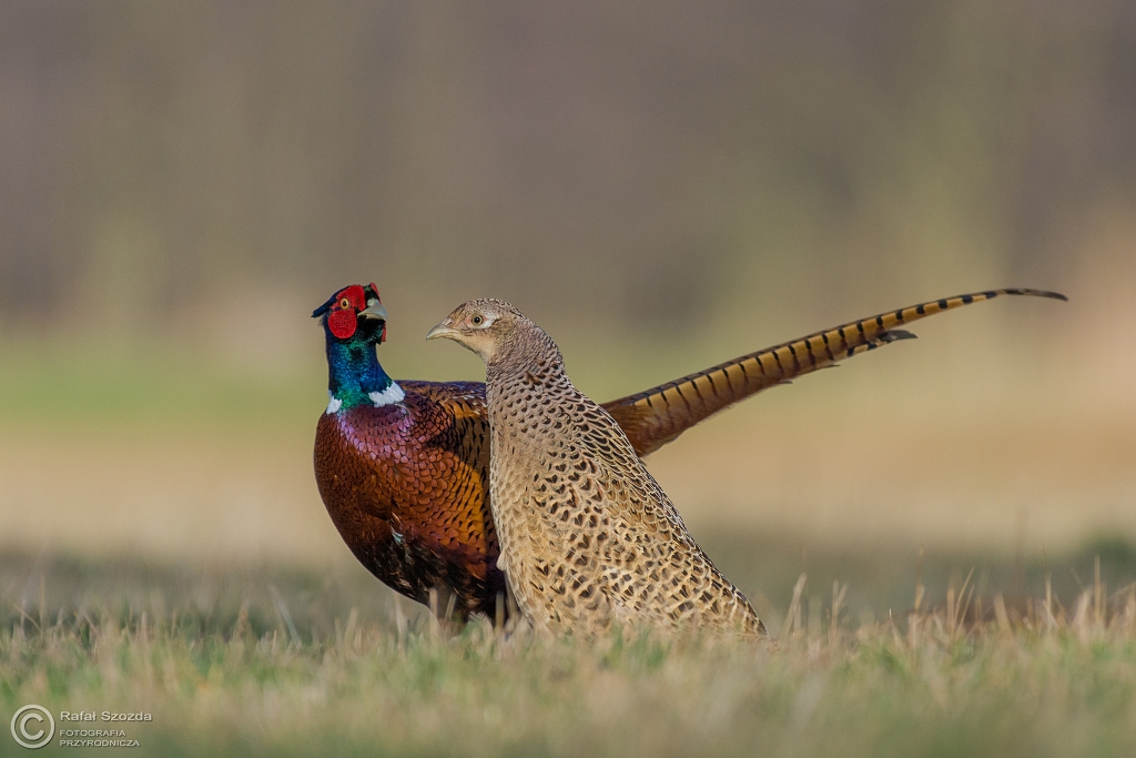 Mio - Baant, Common Pheasant (Phasianus colchicus) ...