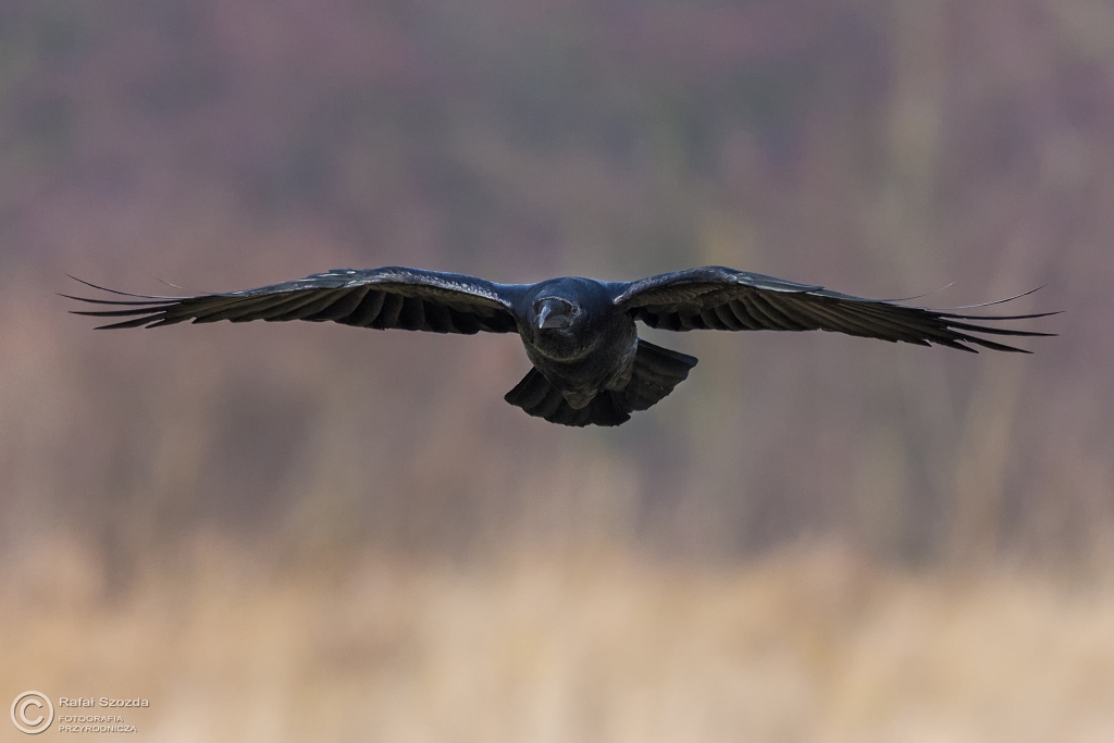 Kruk, Common Raven (Corvus corax) ...