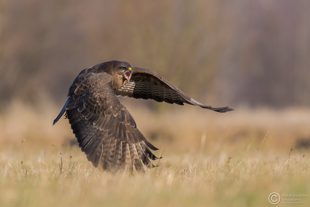 Myszow, Common Buzzard (Buteo buteo) ...