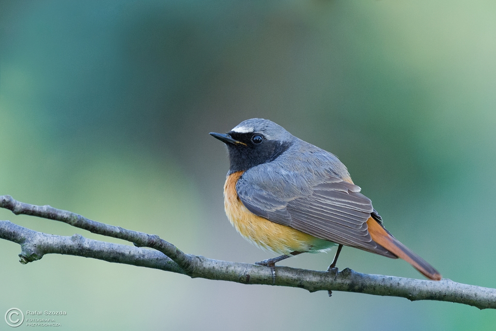 Pleszka, Common Redstart (Phoenicurus phoenicurus) ... 2016r