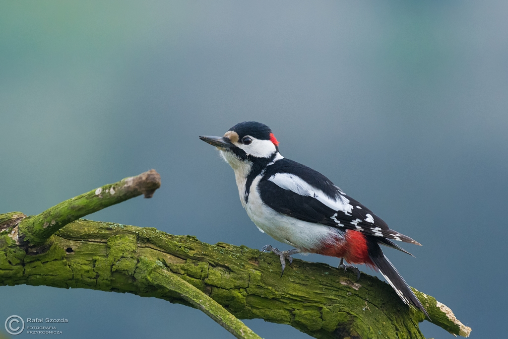 Dzicio Duy, Great Spotted Woodpecker (Dendrocopos major) ... 2016r