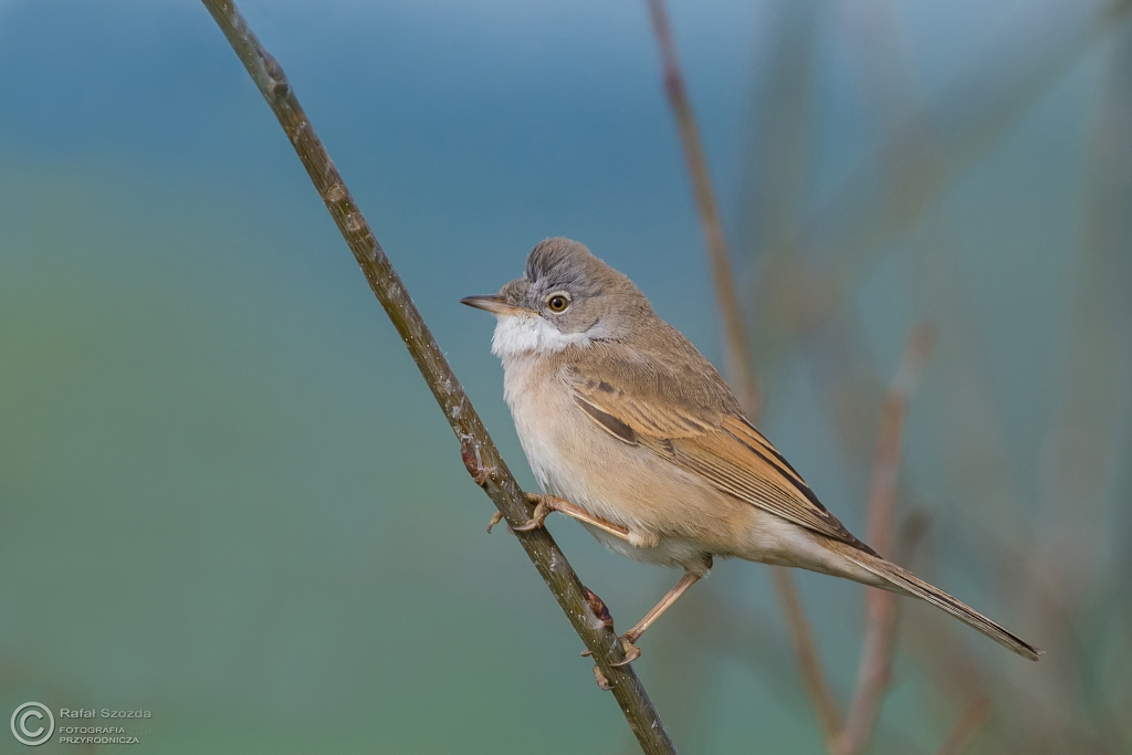 Cierniwka, Common Whitethroat (Sylvia communis) ...2016r