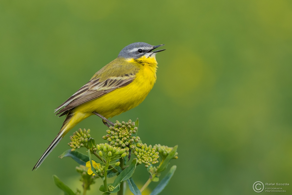 Pliszka ta, Yellow Wagtail (Motacilla flava) ... 2016r