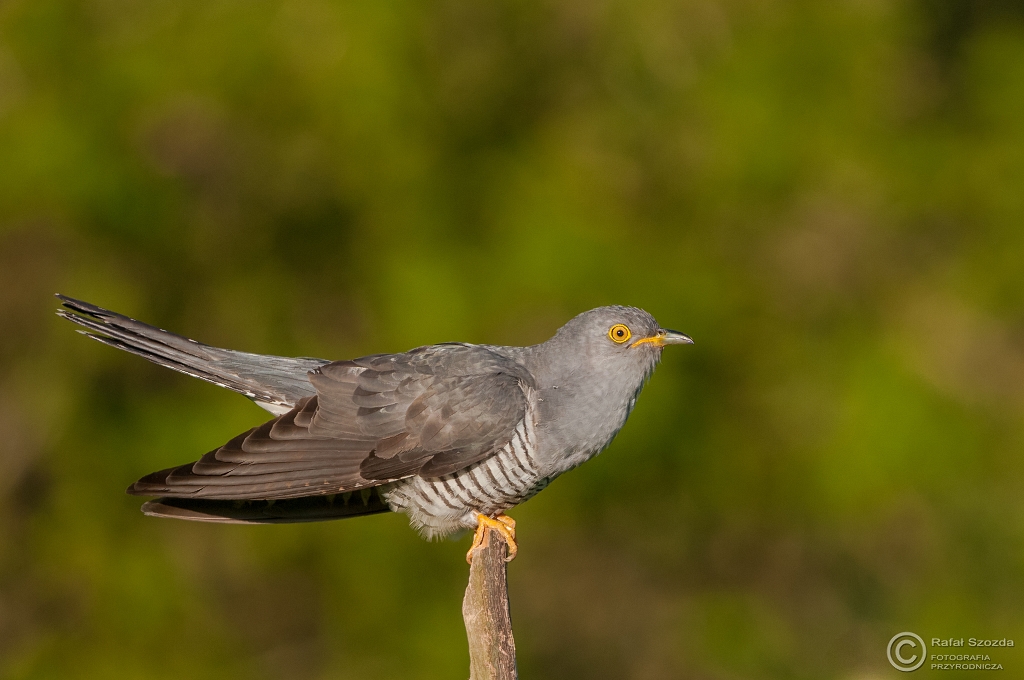 Kukuka, Common Cuckoo (Cuculus canorus) ...