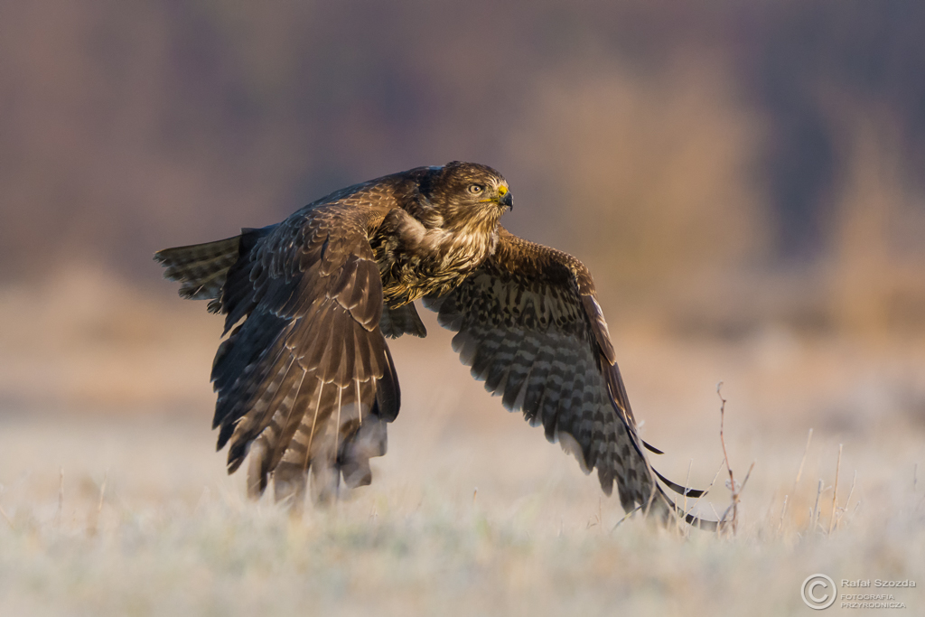 Myszow, Common Buzzard (Buteo buteo) ...