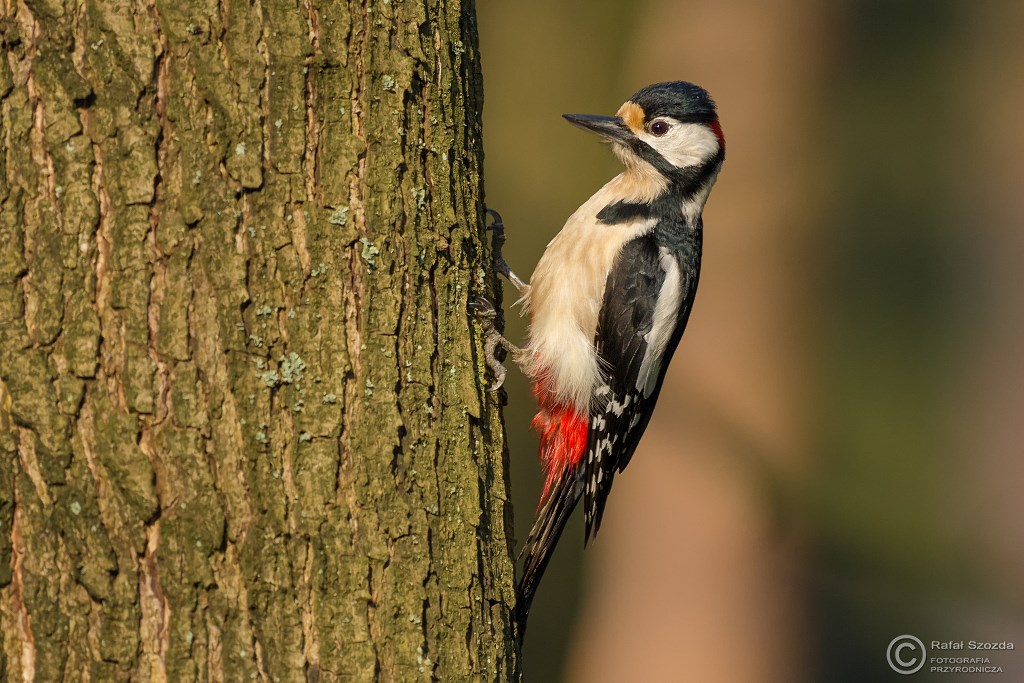 Dzicio Duy, Great Spotted Woodpecker (Dendrocopos major) ... 2016r