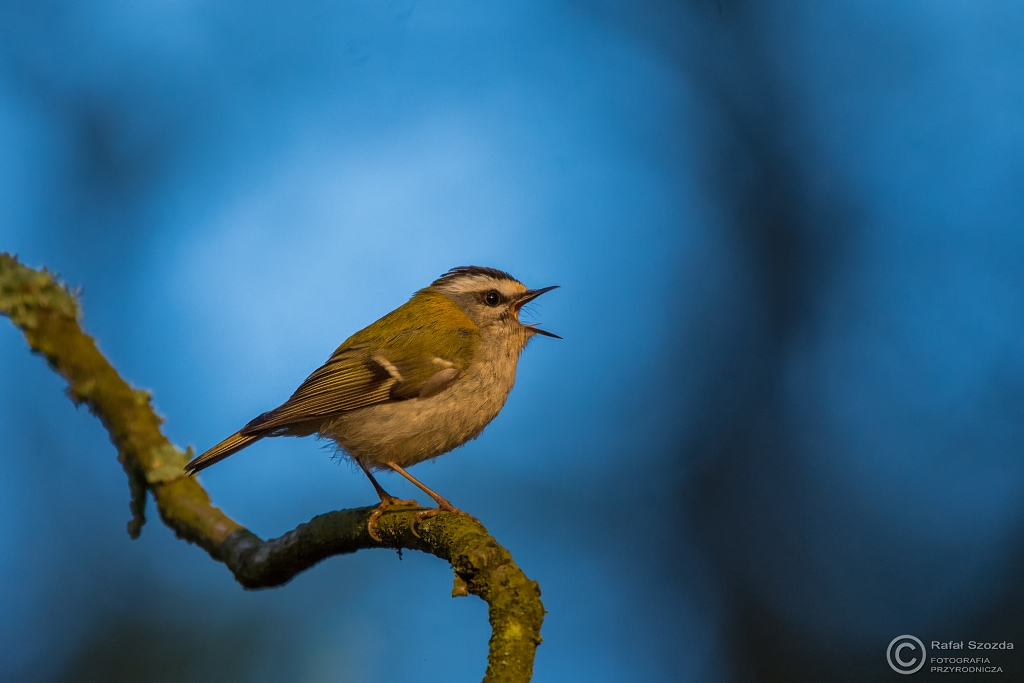 Zniczek, Firecrest (Regulus ignicapilla) ... 2016r