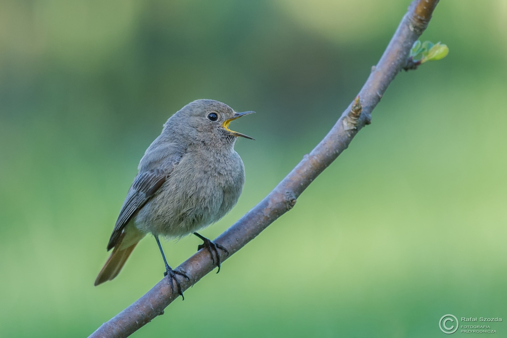 Kopciuszek, Black Redstart (Phoenicurus ochruros) ... 2016r