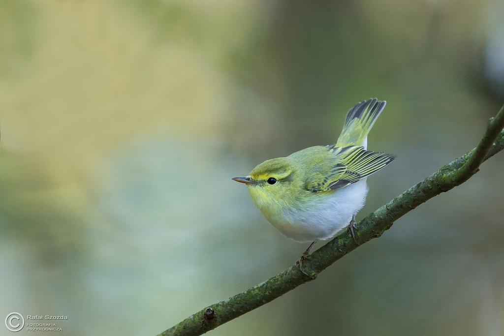 wistunka lena, Wood Warbler (Phylloscopus sibilatrix) ... 2016r