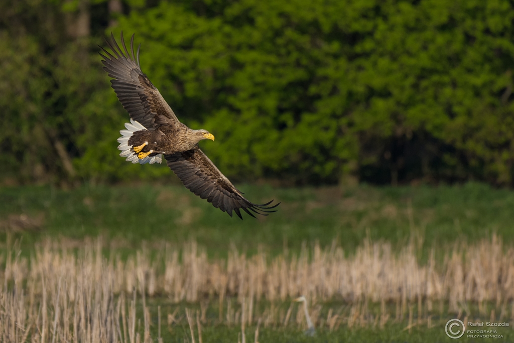 Kadr rodowiskowy - Bielik, White-tailed Eagle (Haliaeetus albicilla) ... 2016r