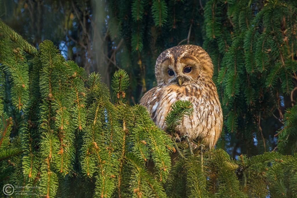Puszczyk, Tawny Owl (Strix aluco) ... 2016r