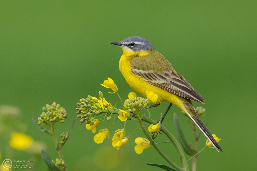 Pliszka ta, Yellow Wagtail (Motacilla flava) ... 2016r - Poland
