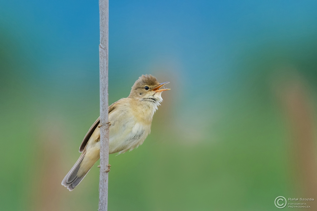 ozwka, Marsh Warbler (Acrocephalus palustris) ... 2016r