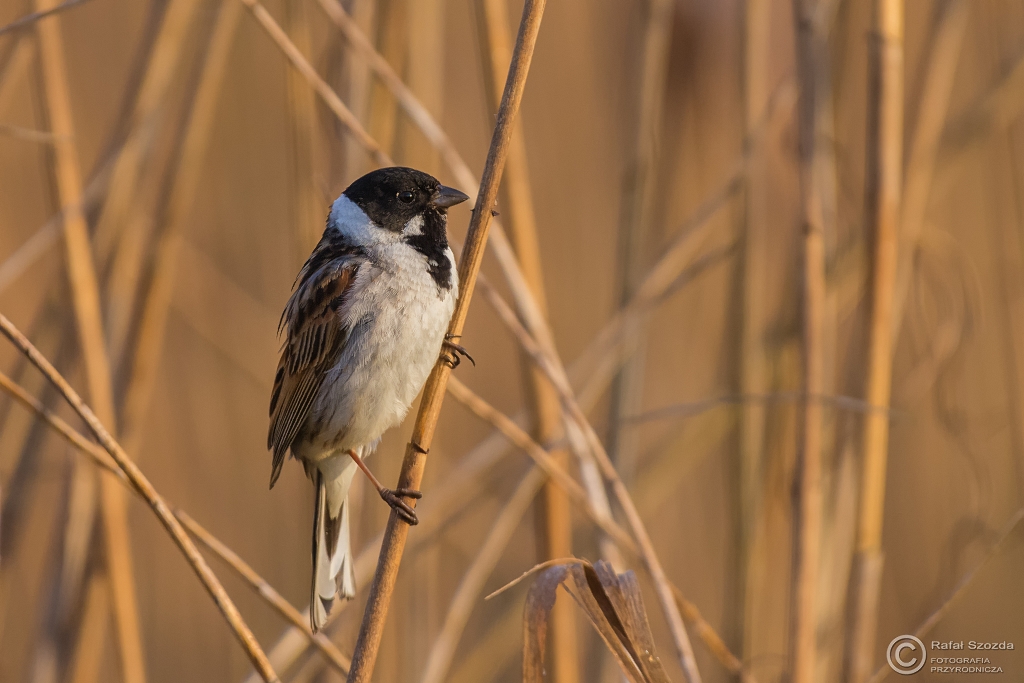 Potrzos, Reed Bunting (Emberiza schoeniclus) ... 2016r