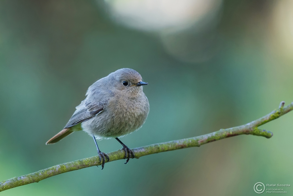 Kopciuszek, Black Redstart (Phoenicurus ochruros) ... 2016r